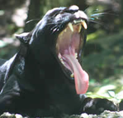 El Jaguar Negro, el felino más grande de América